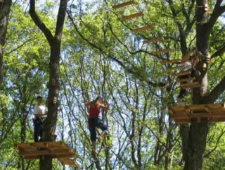  Come and discover the world of trees 